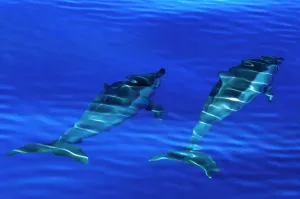 Dolphins And Whale Prints: Spinner dolphins swimming just below surface Print