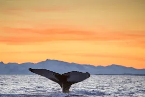 Humpback Whale Tail Fluke Print