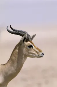 ARABIA - ARABIA ヘルヤ 作品集 &quot;SAVEN RUNOILIJA&quot; ARABIA - ARABIA ヘルヤ 作品集 