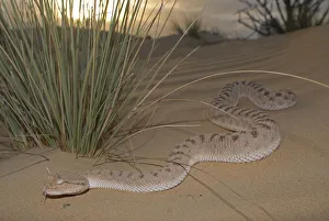 Arabian Horned Viper (Cerastes gasperetti) in desert, Sharjah, UAE Arabian Horned Viper (Cerastes gasperetti) in desert, Sharjah, UAE