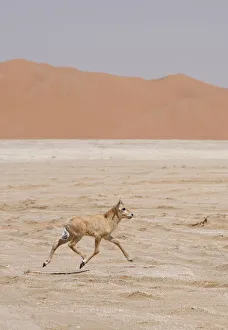 Arabian oryx {Oryx leucoryx} calf being released into the wild after captivity, Abu Dhabi Arabian oryx {Oryx leucoryx} calf being released into the wild after captivity, Abu Dhabi