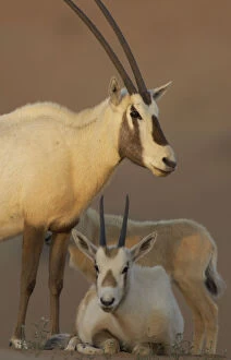 Images Dated 1st July 2010: Arabian oryx (Oryx leucoryx) family, Dubai Desert Conservation Reserve, Dubai, UAE