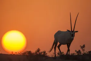 Arabian Oryx (Oryx leucoryx) at sunset. Previously extinct in the wild, their conservation Arabian Oryx (Oryx leucoryx) at sunset. Previously extinct in the wild, their conservation