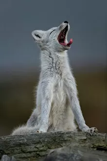 Closed Eyes Gallery: Arctic Fox (Alopex / Vulpes lagopus) yawning, during moult from grey summer fur to winter white