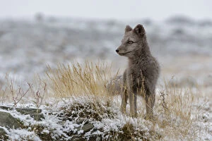 Images Dated 24th September 2013: Arctic Fox cub (Alopex / Vulpes lagopus) standing in fresh snow, blue morph