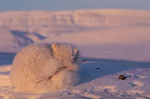 Arctic fox curled up resting {Alopes lagopus} Ellesmere Island, Canada Arctic fox curled up resting {Alopes lagopus} Ellesmere Island, Canada