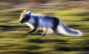 Arctic fox (Vulpes / Alopex lagopus) running, Spitsbergen, Svalbard, Norway, June 2009 Arctic fox (Vulpes / Alopex lagopus) running, Spitsbergen, Svalbard, Norway, June 2009