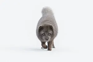 Arctic fox (Vulpes lagopus). Blue colour morph. Hornstrandir Nature Reserve, Iceland Arctic fox (Vulpes lagopus). Blue colour morph. Hornstrandir Nature Reserve, Iceland