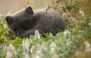 Arctic fox (Vulpes lagopus) cub resting. Hornstrandir Nature Reserve, Iceland, July Arctic fox (Vulpes lagopus) cub resting. Hornstrandir Nature Reserve, Iceland, July