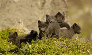 Arctic fox (Vulpes lagopus) cubs playing. Hornstrandir Nature Reserve, Iceland, July Arctic fox (Vulpes lagopus) cubs playing. Hornstrandir Nature Reserve, Iceland, July