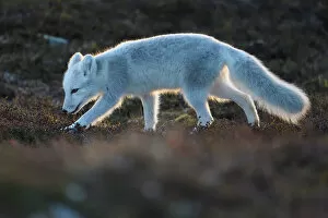 Images Dated 19th September 2018: Arctic fox (Vulpes lagopus) juvenile sniffing ground, winter pelage. Dovrefjell National Park