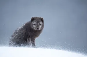Arctic fox (Vulpes lagopus) resting in snow. Hornstrandir Nature Reserve, Iceland Arctic fox (Vulpes lagopus) resting in snow. Hornstrandir Nature Reserve, Iceland