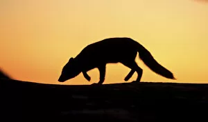 Images Dated 26th August 2009: Arctic fox (Vulpes lagopus) silhouetted at sunset, Greenland, August 2009