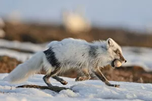 Russian Blue Gallery: Arctic fox (Vulpes lagopus) with Snow goose egg in mouth, mid moult from winter to summer fur