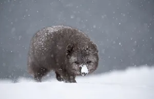 Arctic fox (Vulpes lagopus) walking in heavy snow. Hornstrandir Nature Reserve, Iceland Arctic fox (Vulpes lagopus) walking in heavy snow. Hornstrandir Nature Reserve, Iceland