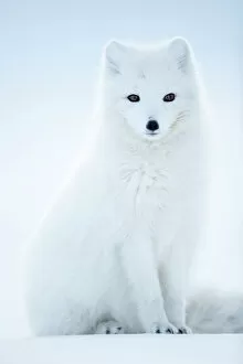 Catalogue10 Gallery: Arctic Fox (Vulpes lagopus), in winter coat portrait, Svalbard, Norway, April