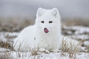 Russian Blue Gallery: Arctic fox (Vulpes lagopus) in winter fur, licking nose, Wrangel Island, Far Eastern Russia