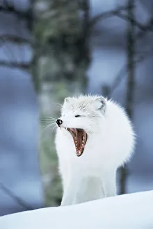Arctic fox yawning {Vulpes lagopus} Norway captive Arctic fox yawning {Vulpes lagopus} Norway captive