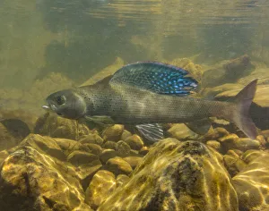 Arctic grayling (Thymallus arcticus) displaying his vibrant dorsal fin Arctic grayling (Thymallus arcticus) displaying his vibrant dorsal fin