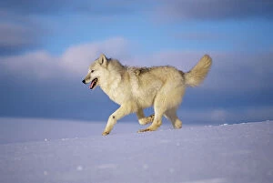 Images Dated 24th May 2006: Arctic grey wolf {Canis lupus arctos} running through snow, USA. captive