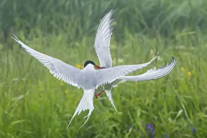 Arctic tern (Sterna paradisaea), two fighting in mid-air Arctic tern (Sterna paradisaea), two fighting in mid-air