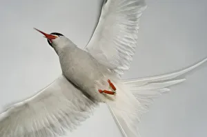 Arctic Tern (Sterna paradisaea) in flight, West coast of Iceland, July 2008 Arctic Tern (Sterna paradisaea) in flight, West coast of Iceland, July 2008