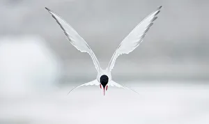 Arctic Tern (Sterna paradisaea) hovering in flight, June, Iceland Arctic Tern (Sterna paradisaea) hovering in flight, June, Iceland
