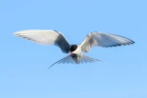 Arctic tern (Sterna paradisaea) hovering above the ocean, Svalbard, Norway June Arctic tern (Sterna paradisaea) hovering above the ocean, Svalbard, Norway June
