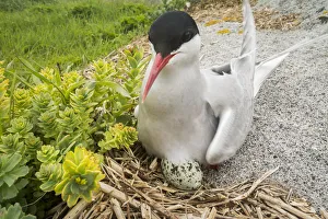 Arctic tern (Sterna paradisaea) sitting on egg, Machias Seal Island, Bay of Fundy Arctic tern (Sterna paradisaea) sitting on egg, Machias Seal Island, Bay of Fundy