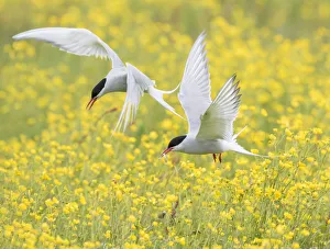 Arctic terns (Sterna paradisaea), two in flight over nesting colony in field of buttercups Arctic terns (Sterna paradisaea), two in flight over nesting colony in field of buttercups