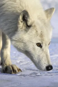 Arctic wolf (Canis lupus arctos) walking on snow, captive Arctic wolf (Canis lupus arctos) walking on snow, captive