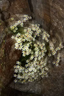 Images Dated 28th June 2008: Artistic view of Saxifrage flowers, Mount Cheget, Caucasus, Russia, June 2008