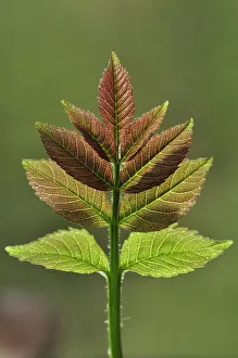 Ash (Fraxinus excelsior) fresh leaf in spring, Dorset, UK April Ash (Fraxinus excelsior) fresh leaf in spring, Dorset, UK April