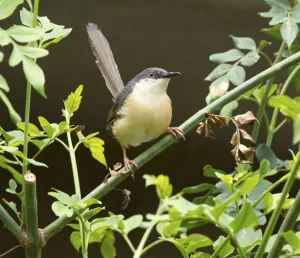 Ashy prinia (Prinia socialis), Whitefield, Bangalore, India, March Ashy prinia (Prinia socialis), Whitefield, Bangalore, India, March