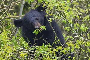 Images Dated 17th April 2015: Asian black bear (Ursus thibetanus) feeding on leaves, Tangjiahe Nature Reserve