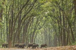 Asian elephant (Elephas maximus) herd passing through Sal tree forest Asian elephant (Elephas maximus) herd passing through Sal tree forest
