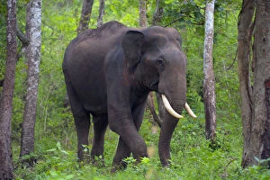 Maximus Gallery: Asian Elephant (Elephas maximus) male, walking through forest, South India