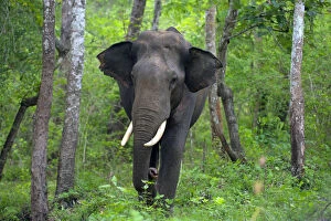 Maximus Gallery: Asian Elephant (Elephas maximus) male, India