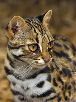 Asian leopard cat (Prionailurus bengalensis) captive, occurs in South East Asia Asian leopard cat (Prionailurus bengalensis) captive, occurs in South East Asia