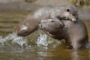 Asian small-clawed otter (Aonyx cinerea) two young females play-fighting, Edinburgh Zoo Asian small-clawed otter (Aonyx cinerea) two young females play-fighting, Edinburgh Zoo
