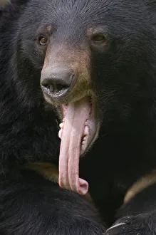 Asiatic black / Moon bear (Ursus thibetanus) head portrait with tongue hanging out Asiatic black / Moon bear (Ursus thibetanus) head portrait with tongue hanging out