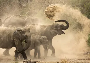 Asiatic elephants (Elephas maximus), dust bathing at dawn. Jim Corbett National Park Asiatic elephants (Elephas maximus), dust bathing at dawn. Jim Corbett National Park