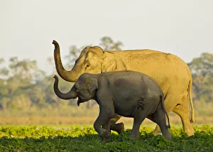 Asiatic elephants (Elephas maximus indicus) sniffing the air as they get close to a water Asiatic elephants (Elephas maximus indicus) sniffing the air as they get close to a water