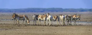 Asiatic wild ass (Equus hemionus khur), group on barren salt pan, Little Rann of Kutch Asiatic wild ass (Equus hemionus khur), group on barren salt pan, Little Rann of Kutch