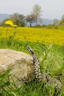 Asp Viper (Vipera aspis) with field full of dandelions, Italy Asp Viper (Vipera aspis) with field full of dandelions, Italy