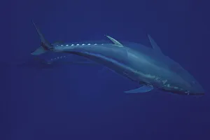 Atlantic bluefin tuna (Thunnus thynnus) captive, Malta, Mediteranean, May 2009 Atlantic bluefin tuna (Thunnus thynnus) captive, Malta, Mediteranean, May 2009
