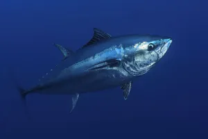 Atlantic bluefin tuna (Thunnus thynnus) portrait, captive, Malta, Mediteranean, May 2009 Atlantic bluefin tuna (Thunnus thynnus) portrait, captive, Malta, Mediteranean, May 2009
