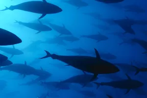 Atlantic bluefin tuna (Thunnus thynnus) shoal, captive, Malta, Mediteranean, May Atlantic bluefin tuna (Thunnus thynnus) shoal, captive, Malta, Mediteranean, May