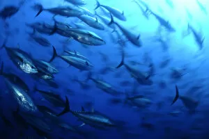 Images Dated 21st May 2009: Atlantic bluefin tuna (Thunnus thynnus) shoal, captive, Malta, Mediteranean, May 2009