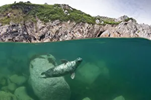 Atlantic grey seal (Halichoerus grypus) swimming beneath the surface, Lundy Island Atlantic grey seal (Halichoerus grypus) swimming beneath the surface, Lundy Island